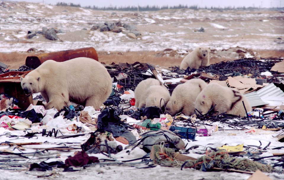 Polar Bears marked with numbers scavenge on the rubbish dump outside Churchill, Manitoba, Canada. (Photo credit B & C Alexander / Arcticphoto.com)