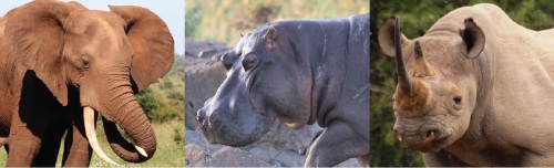 Photo Credits: Elephant and hippopotamus (K. Everatt), rhinoceros (G. Kerley).